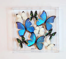 Load image into Gallery viewer, Framed Butterflies-Mounted Butterflies-Preserved Butterflies