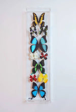 Load image into Gallery viewer, Framed Butterflies-Mounted Butterflies-Preserved Butterflies
