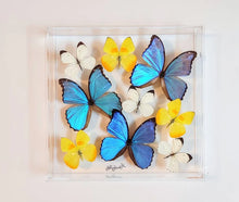 Load image into Gallery viewer, Framed Butterflies-Mounted Butterflies-Preserved Butterflies