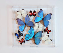 Load image into Gallery viewer, Framed Butterflies-Mounted Butterflies-Preserved Butterflies