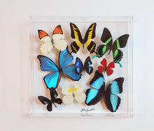Load image into Gallery viewer, Preserved butterfly in frame with clear acrylic front.