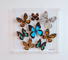 Load image into Gallery viewer, 12&quot;x12&quot;x2&quot; Butterly Display
