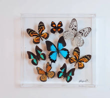 Load image into Gallery viewer, Preserved butterfly in frame with clear acrylic front.