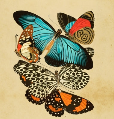 Framed Butterfly Art- History