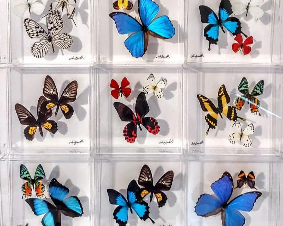 Butterfly Collection Display Nature Art framed butterflies-Real mounted butterflies-8x8 displays ...