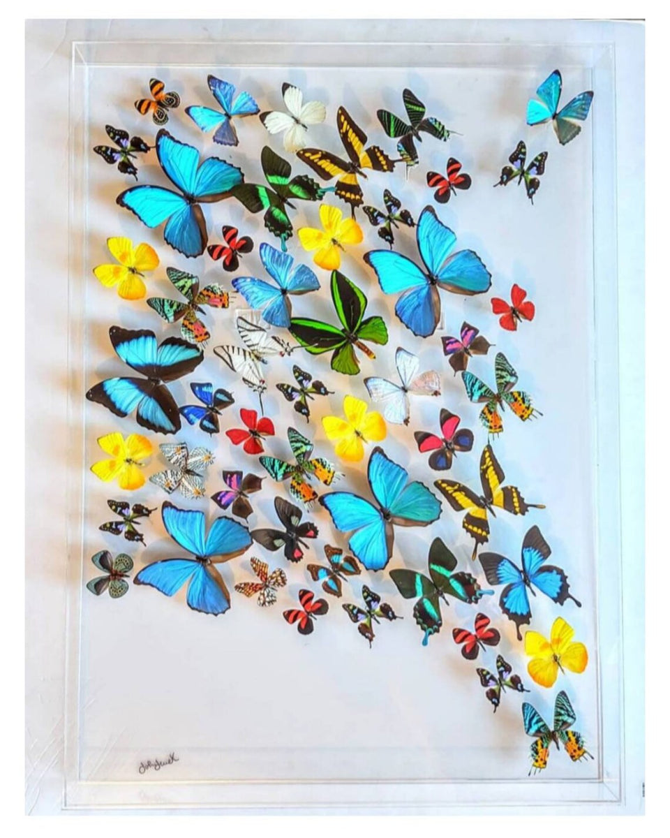 Nature Art framed butterflies-Real mounted butterflies-large displays ...