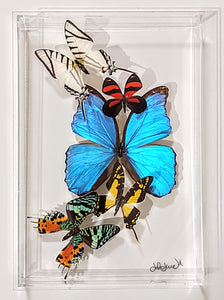 Framed Butterflies-Mounted Butterflies-Preserved Butterflies