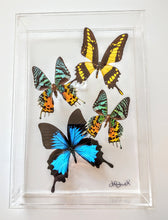 Load image into Gallery viewer, Framed Butterflies-Mounted Butterflies-Preserved Butterflies
