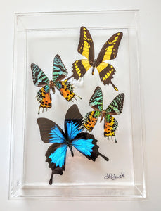 Framed Butterflies-Mounted Butterflies-Preserved Butterflies