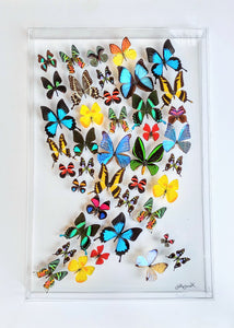 20x30x2.5" framed butterflies, mounted butterfly,  mounted butterfly displays, real butterfly artwork, butterflies cases