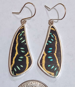 Butterfly earrings,  real butterfly wing jewelry, real butterflies in jewelry, butterfly wings in jewelry, butterfly wing jewelry