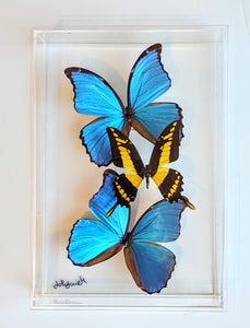 8"x12"x2" Butterfly Display