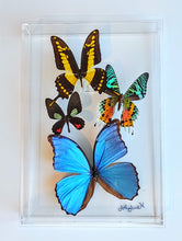 Load image into Gallery viewer, 8&quot;x12&quot;x2&quot; Butterfly Display
