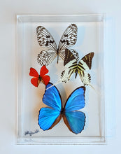 Load image into Gallery viewer, 8&quot;x12&quot;x2&quot; Butterfly Display
