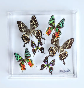 10"x10"x2" Butterfly Display - Ships within 3 business days