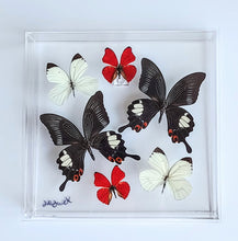 Load image into Gallery viewer, 10&quot;x10&quot;x2&quot; Butterfly Display - Ships within 3 business days
