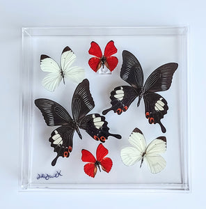 10"x10"x2" Butterfly Display - Ships within 3 business days