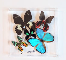 Load image into Gallery viewer, 10&quot;x10&quot;x2&quot; Butterfly Display - Ships within 3 business days
