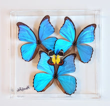 Load image into Gallery viewer, 10&quot;x10&quot;x2&quot; Butterfly Display - Ships within 3 business days
