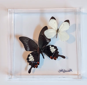 8"x8"x2" Butterfly Display