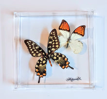 Load image into Gallery viewer, 8&quot;x8&quot;x2&quot; Butterfly Display
