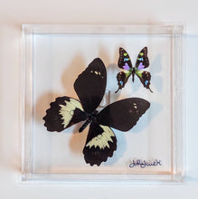 Load image into Gallery viewer, 8&quot;x8&quot;x2&quot; Butterfly Display
