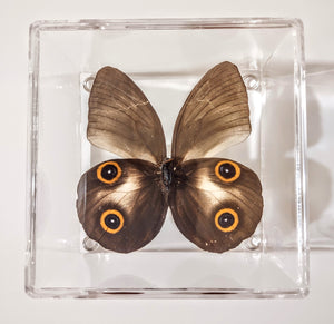 Framed Butterflies-Mounted Butterflies-Preserved Butterflies
