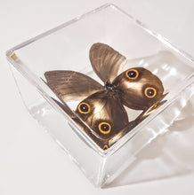Load image into Gallery viewer, Framed Butterflies-Mounted Butterflies-Preserved Butterflies
