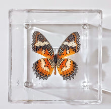 Load image into Gallery viewer, Framed Butterflies-Mounted Butterflies-Preserved Butterflies
