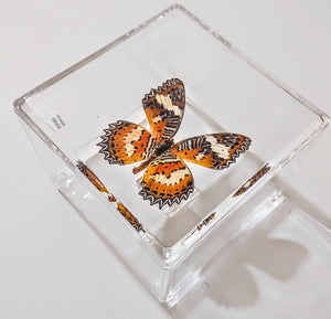 Framed Butterflies-Mounted Butterflies-Preserved Butterflies