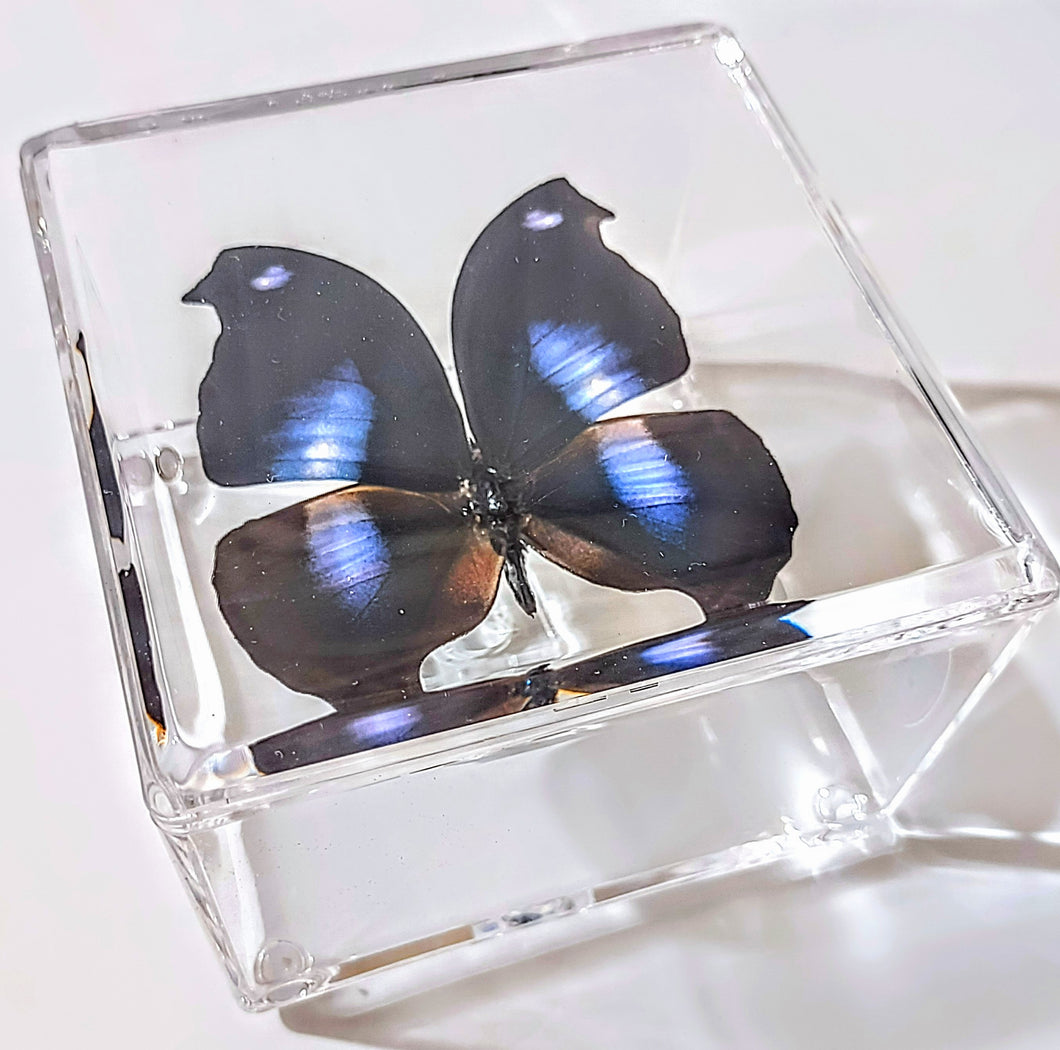 Framed Butterflies-Mounted Butterflies-Preserved Butterflies