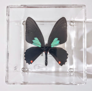 Framed Butterflies-Mounted Butterflies-Preserved Butterflies