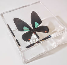 Load image into Gallery viewer, Framed Butterflies-Mounted Butterflies-Preserved Butterflies
