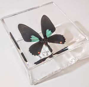 Framed Butterflies-Mounted Butterflies-Preserved Butterflies