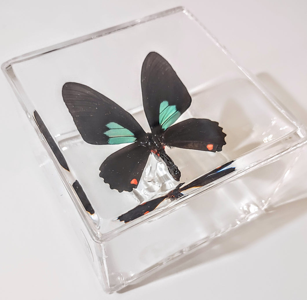 Framed Butterflies-Mounted Butterflies-Preserved Butterflies