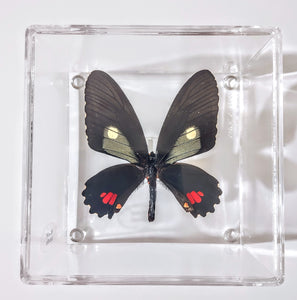 Framed Butterflies-Mounted Butterflies-Preserved Butterflies