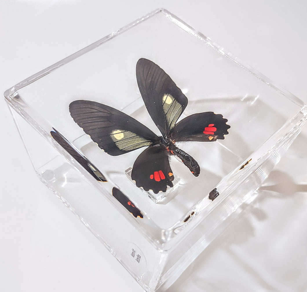 Framed Butterflies-Mounted Butterflies-Preserved Butterflies
