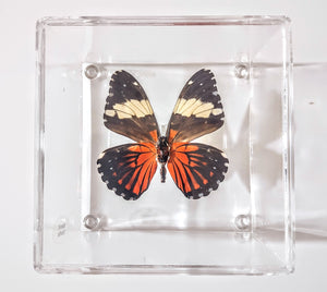 Framed Butterflies-Mounted Butterflies-Preserved Butterflies