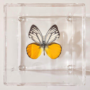 Framed Butterflies-Mounted Butterflies-Preserved Butterflies