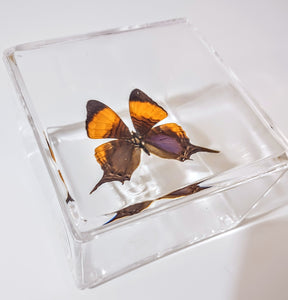 Framed Butterflies-Mounted Butterflies-Preserved Butterflies