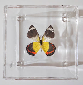 Framed Butterflies-Mounted Butterflies-Preserved Butterflies