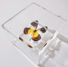 Load image into Gallery viewer, Framed Butterflies-Mounted Butterflies-Preserved Butterflies

