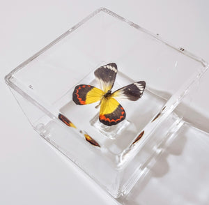 Framed Butterflies-Mounted Butterflies-Preserved Butterflies