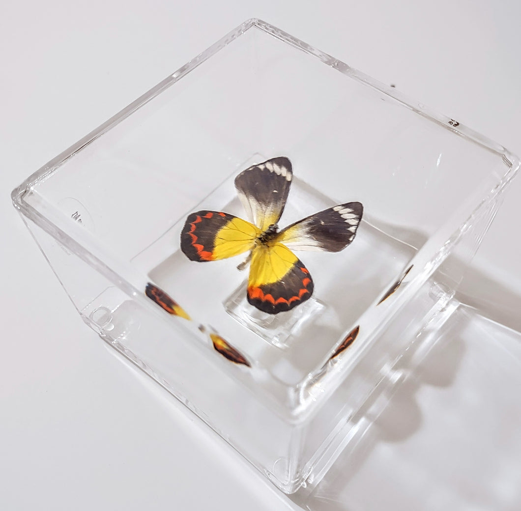 Framed Butterflies-Mounted Butterflies-Preserved Butterflies