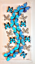 Load image into Gallery viewer, 16x34x2.5&quot; butterflies, butterfly taxidermy, butterfly collection butterfly displays, framed butterfly, butterfly art
