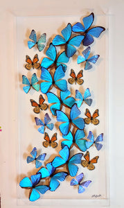 16x34x2.5" butterflies, butterfly taxidermy, butterfly collection butterfly displays, framed butterfly, butterfly art