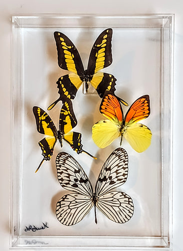 framed butterflies