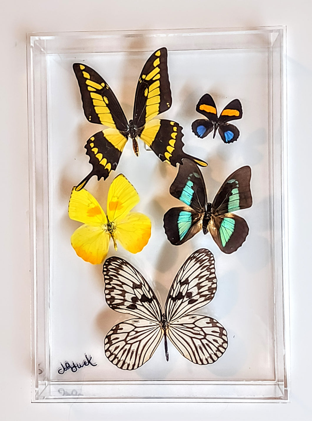 Framed Butterflies-Mounted Butterflies-Preserved Butterflies