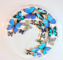 Load image into Gallery viewer, Framed Butterflies-Mounted Butterflies-Preserved Butterflies
