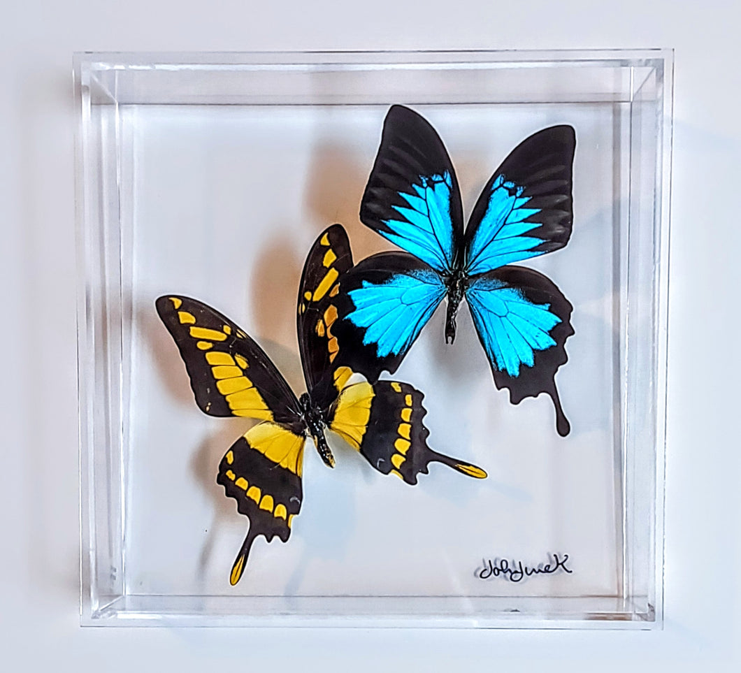 Framed Butterflies-Mounted Butterflies-Preserved Butterflies